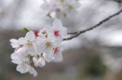 桜2009