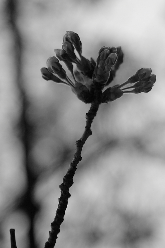 桜2009