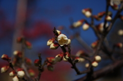 春の息吹（白梅）
