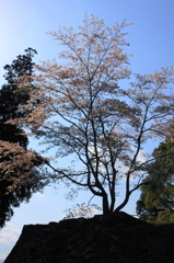 2010sakura