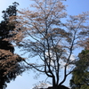 2010sakura