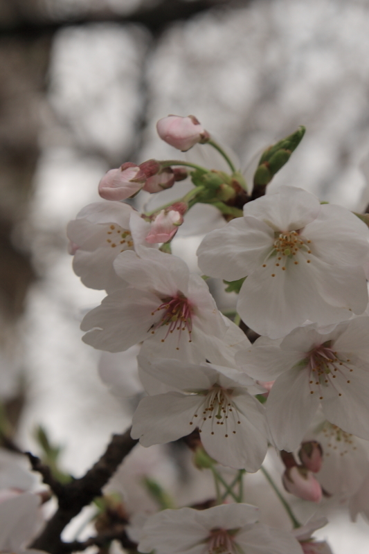 桜2009