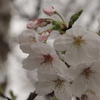 桜2009