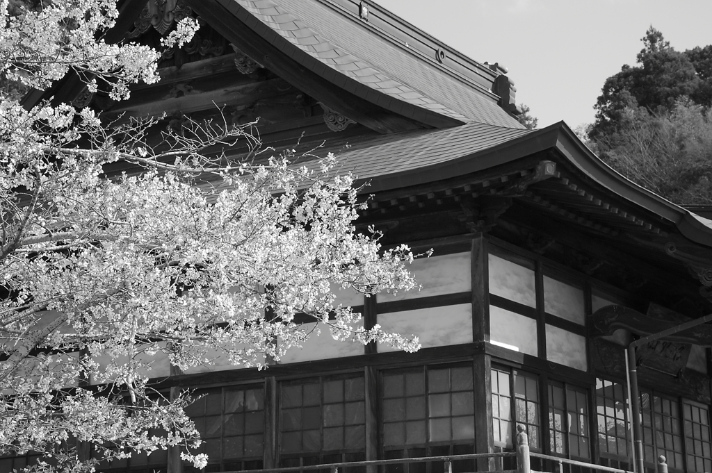 2010sakura