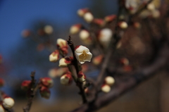 春の息吹（白梅）