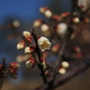 春の息吹（白梅）
