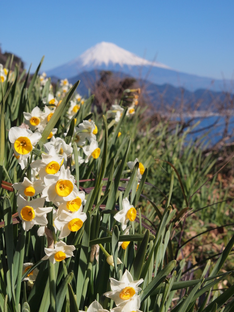 冬の野を彩る
