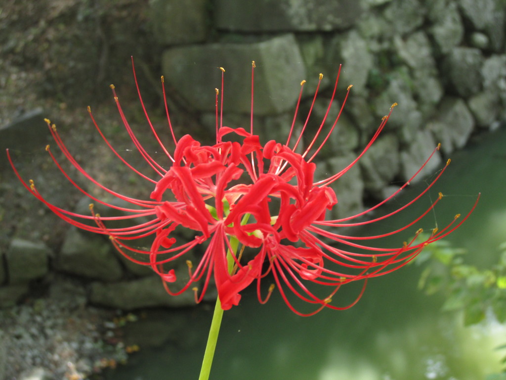 お堀の彼岸花