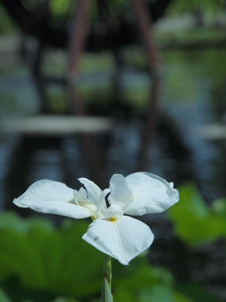 遊水地に咲く