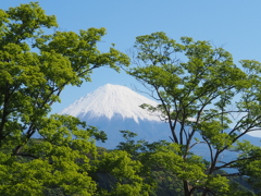 新緑越しに