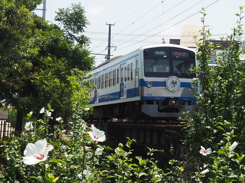 夏電車