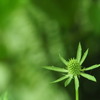 fresh green 