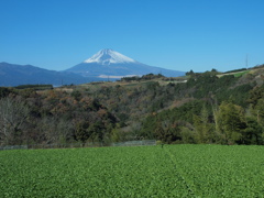 富士山と野菜畑