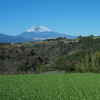 富士山と野菜畑