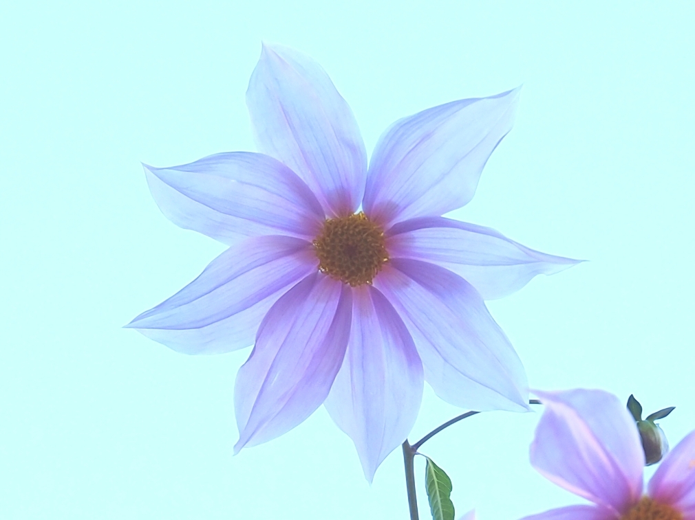 pure