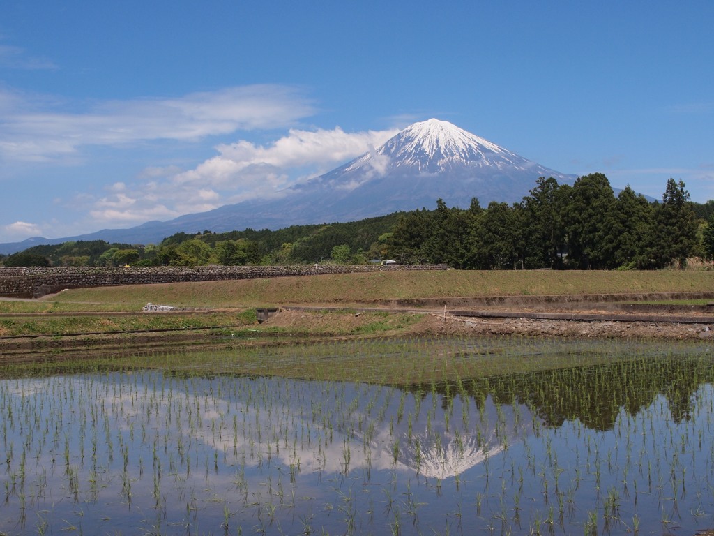 水田に映える