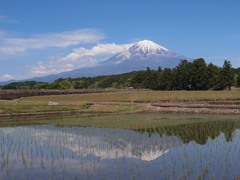 水田に映える