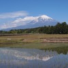 水田に映える