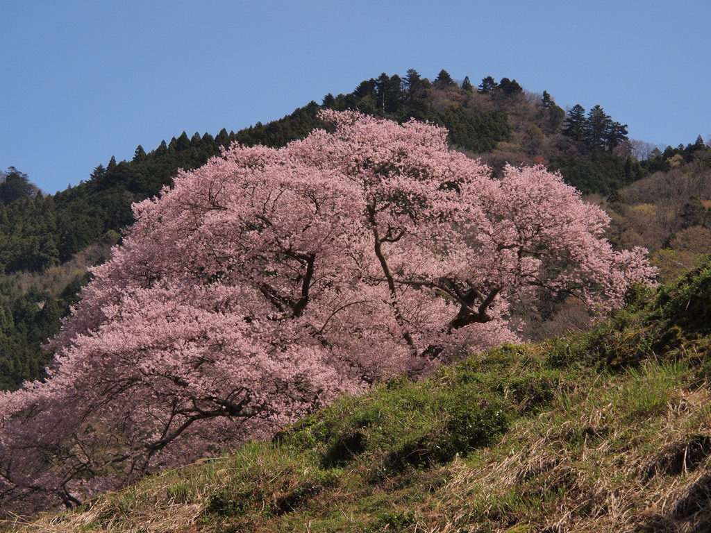 里山桜