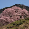 里山桜