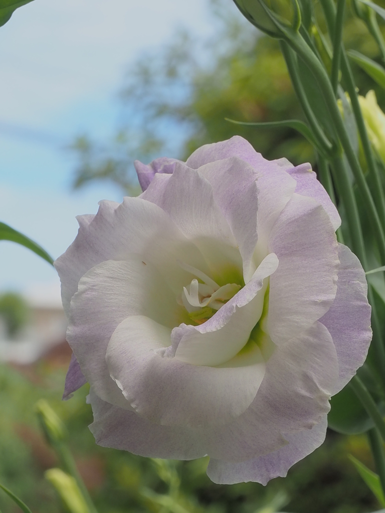 PastelⅡ