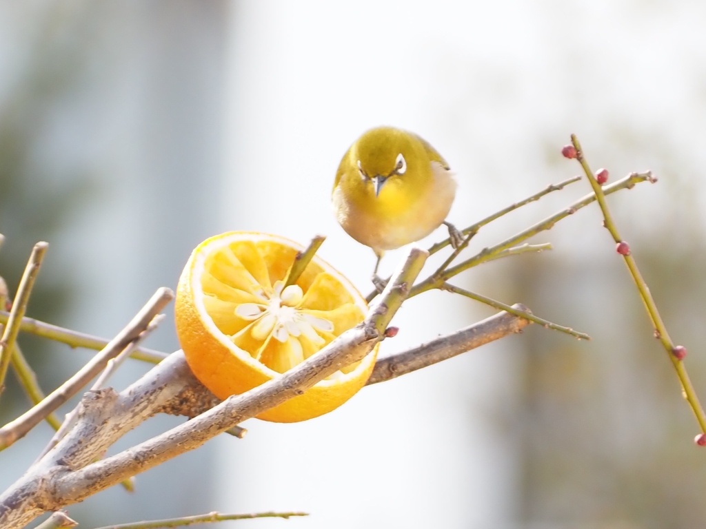 ほぼ食べ尽くす