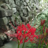 彼岸花