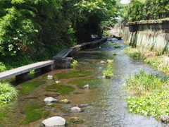 盛夏のオアシス