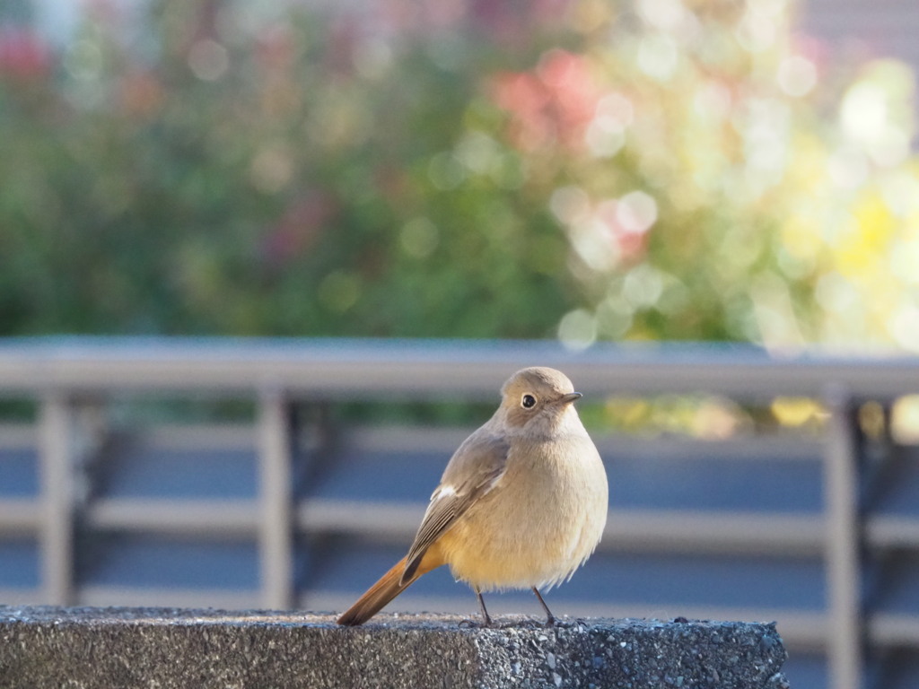 今朝は風も穏やか