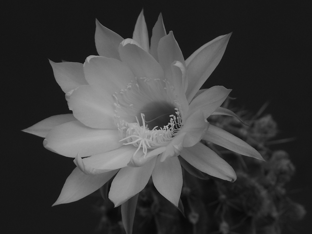 今年、初開花