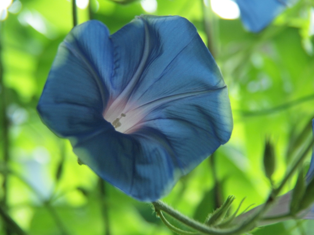 夏を彩る