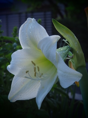 梅雨時の白