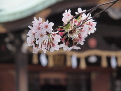 神社の桜