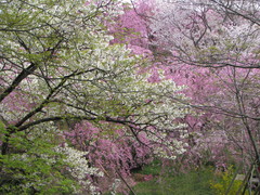 原谷苑の桜２