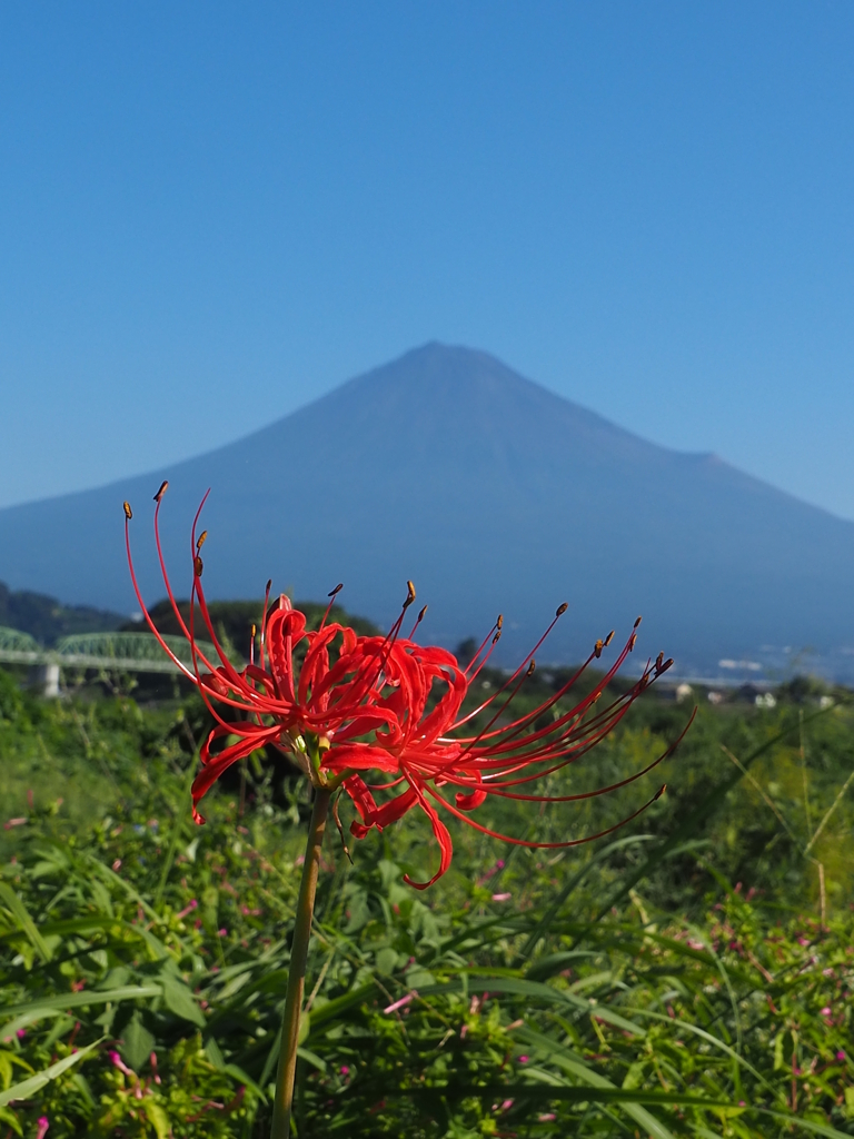 彼岸前