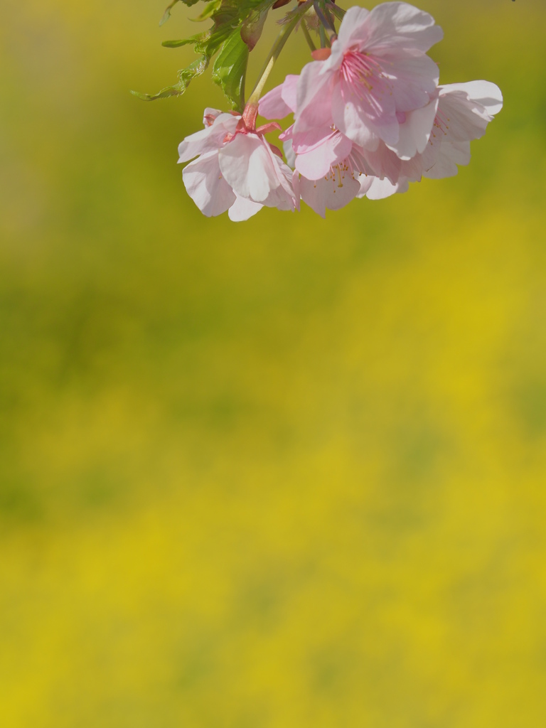 菜種色