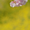 菜種色