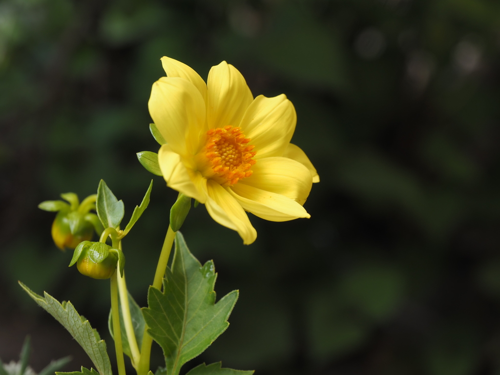 yellow & orange