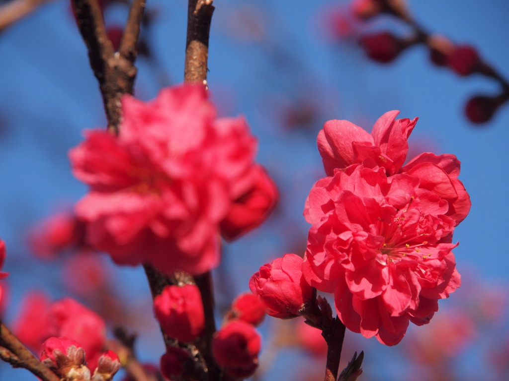 花桃