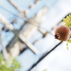 晩夏に見上げる
