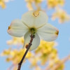 桜が散っても