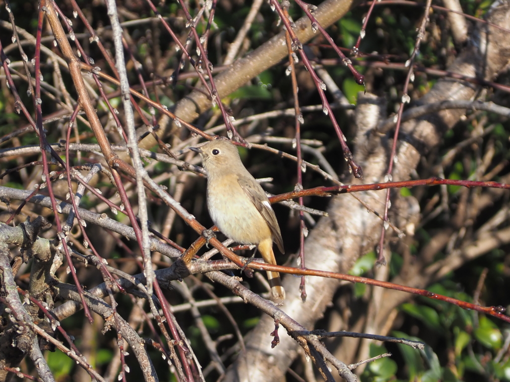 しだれ桃は、まだ蕾