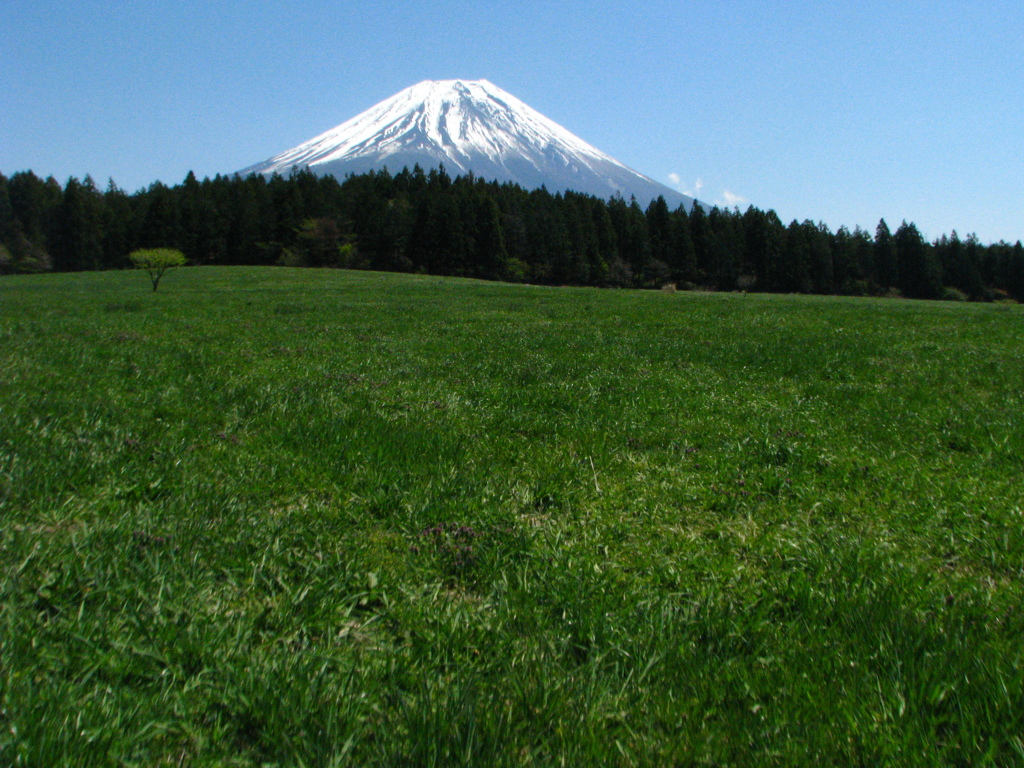 春の朝霧高原