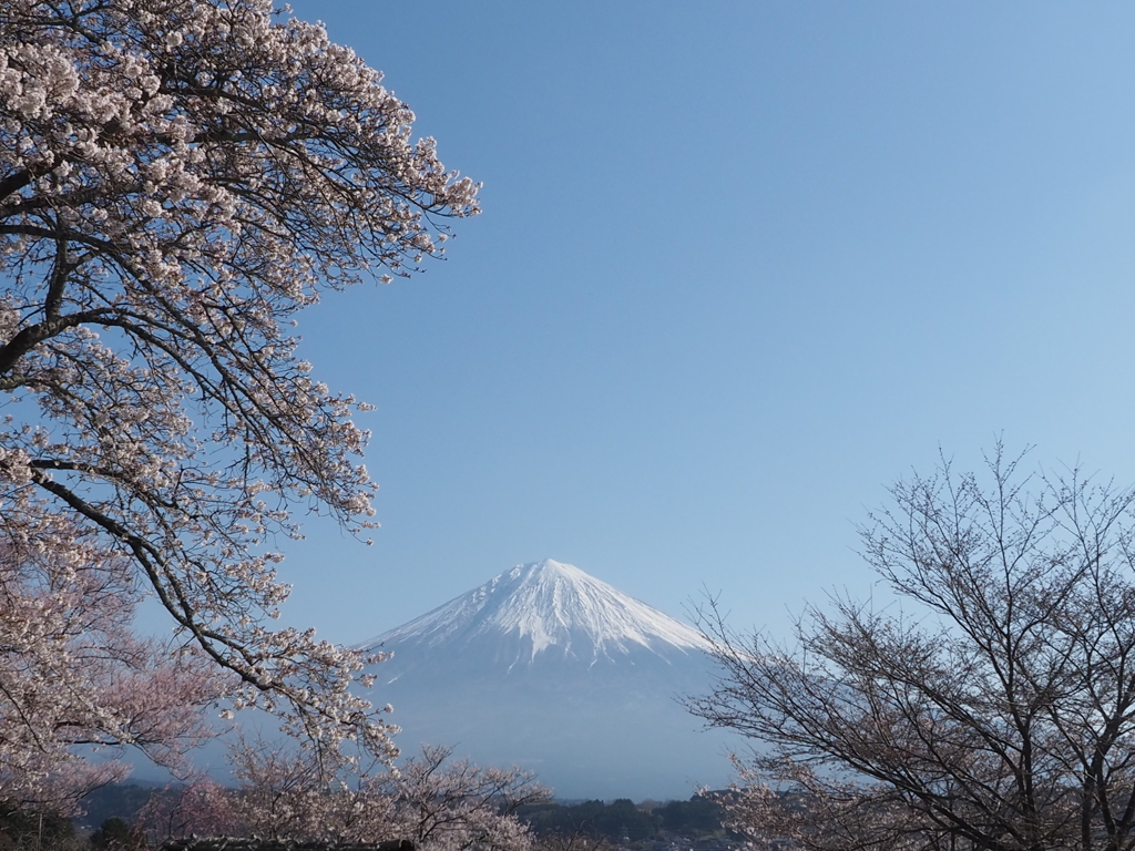 春光