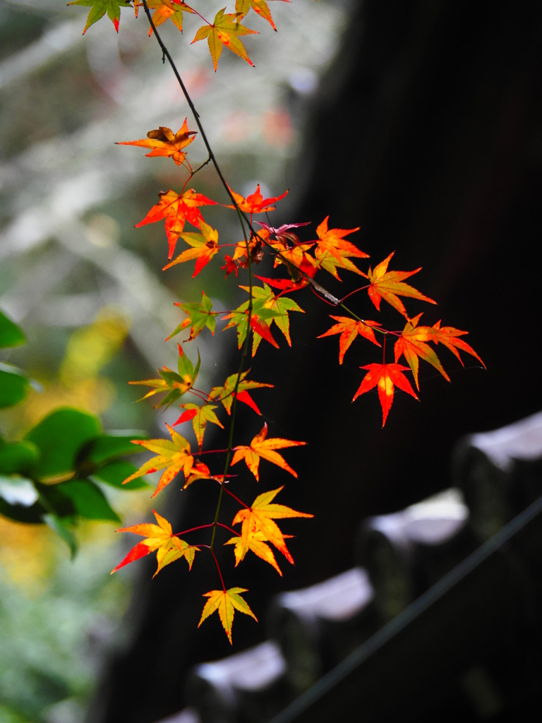 見上げると･･･