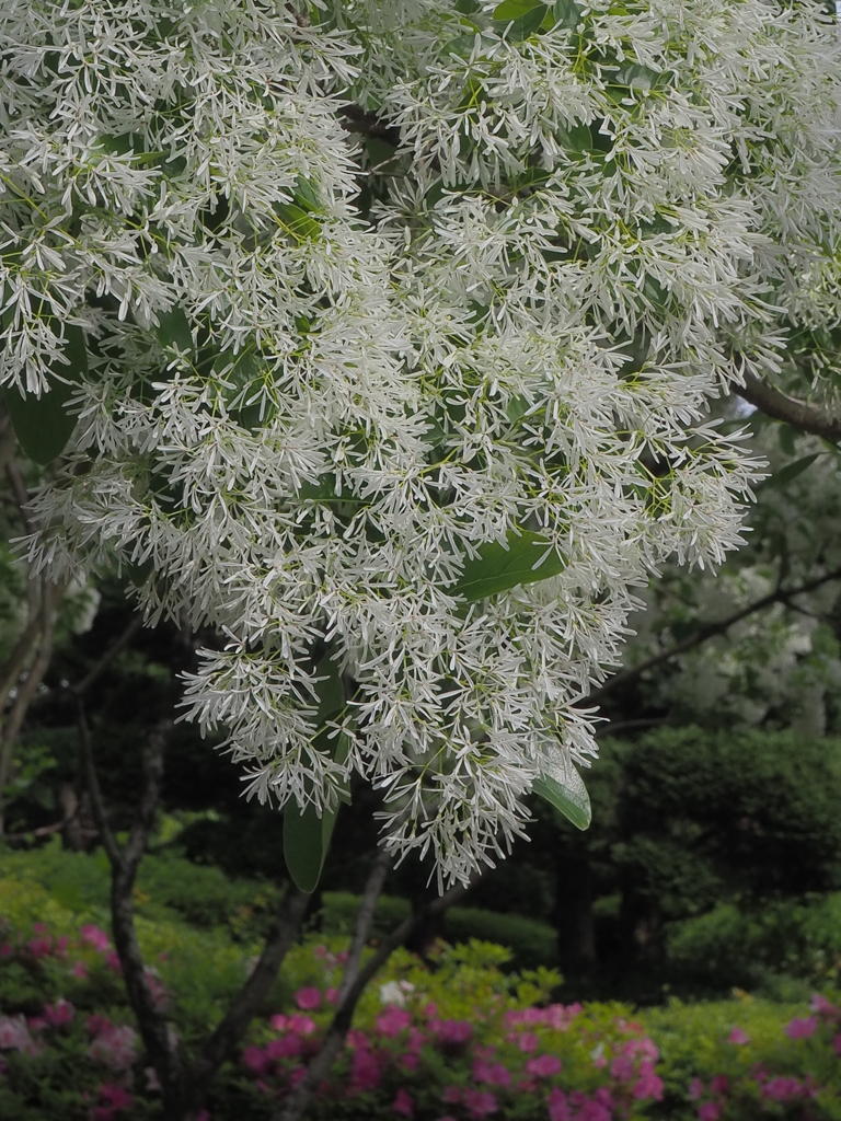 白い春