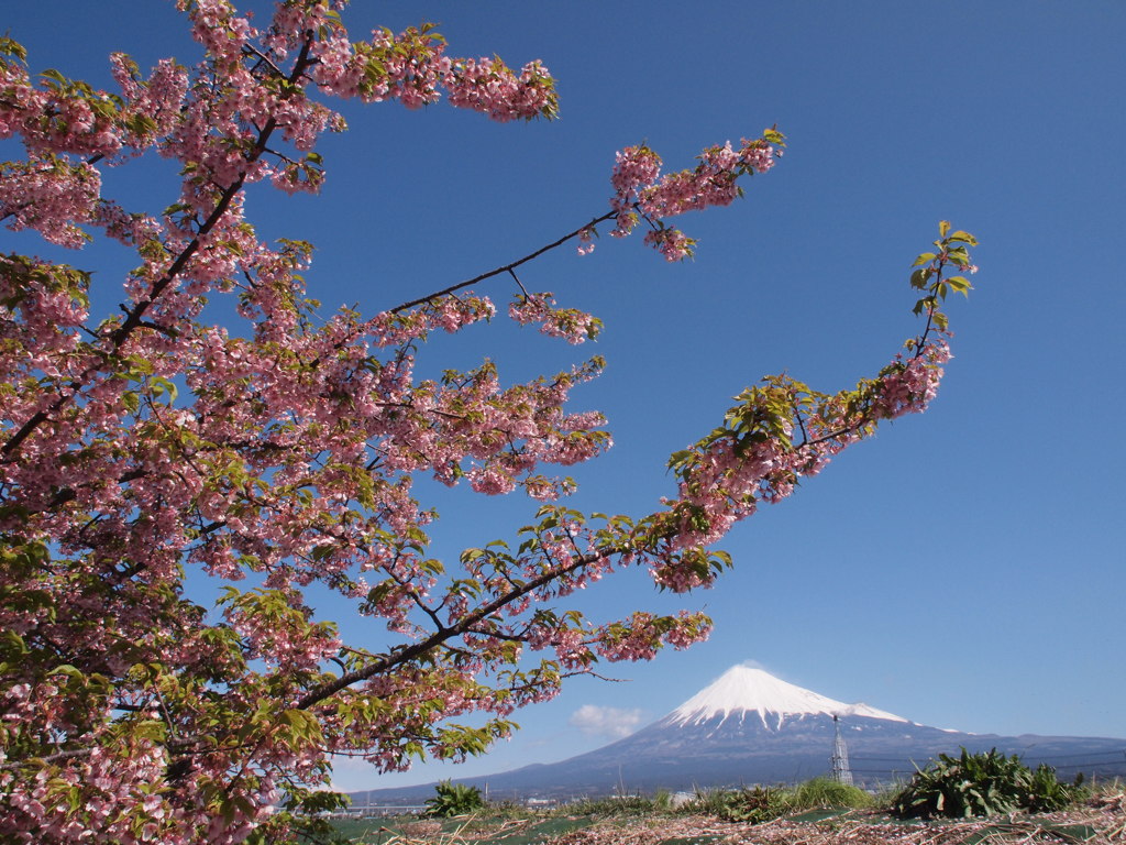 潤井川沿いで