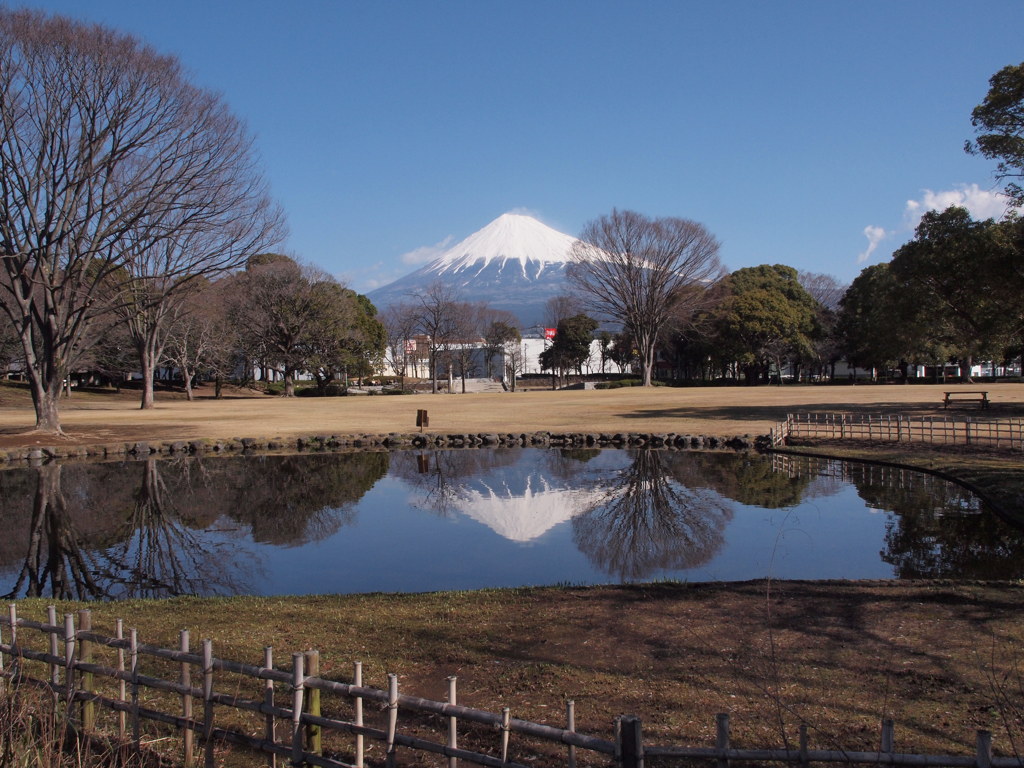 公園の池