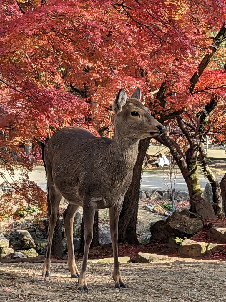 紅葉鹿