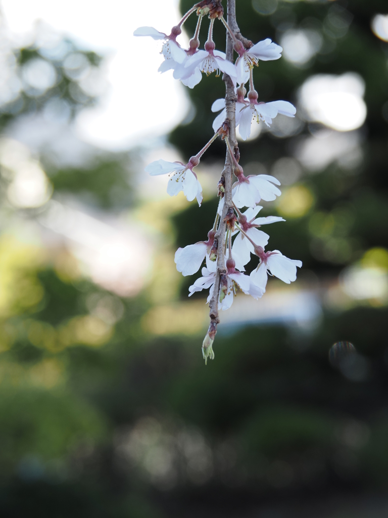 午後の一枝 by すりっぱ (ID:13417524) - 写真共有サイト:PHOTOHITO